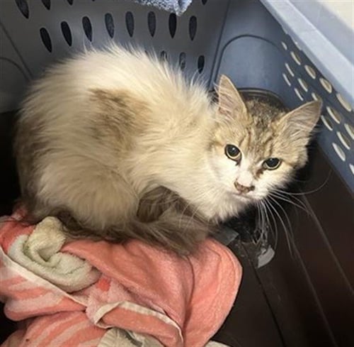 *BARN CAT* BARBARA - Domestic Short Hair available for adoption