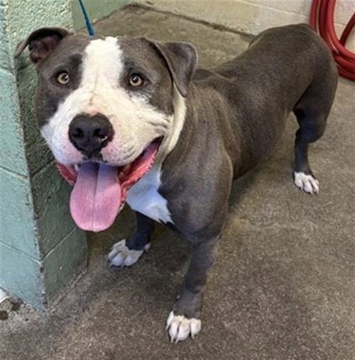 BRUCE - Pit Bull Terrier available for adoption