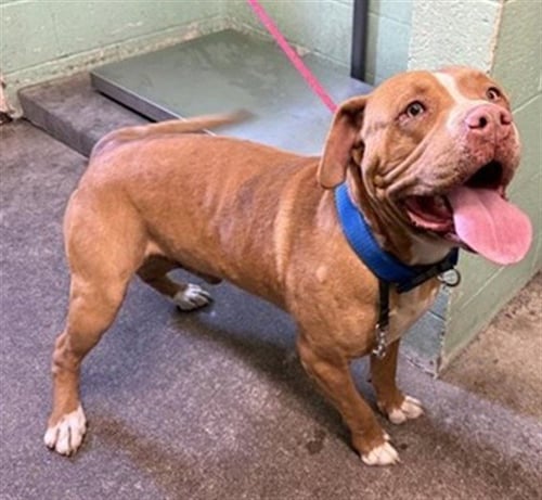 RANDY - Pit Bull Terrier available for adoption