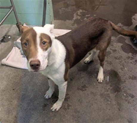 MEECH - Australian Cattle Dog/Blue Heeler / Pit Bull Terrier available for adoption