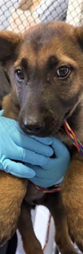 PETER - German Shepherd Dog available for adoption