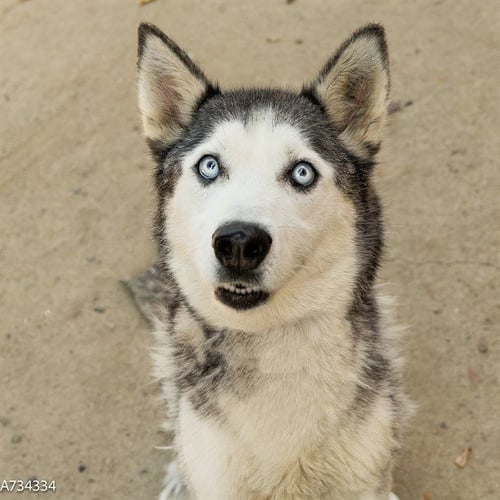 WENDY - Siberian Husky available for adoption