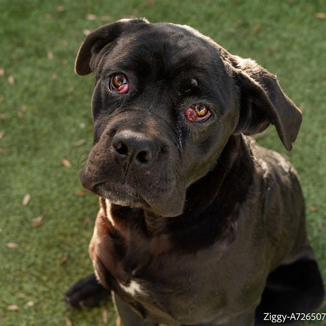 ZIGGY - Cane Corso Mastiff available for adoption