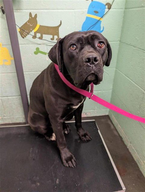 ANGELICA - Mastiff available for adoption