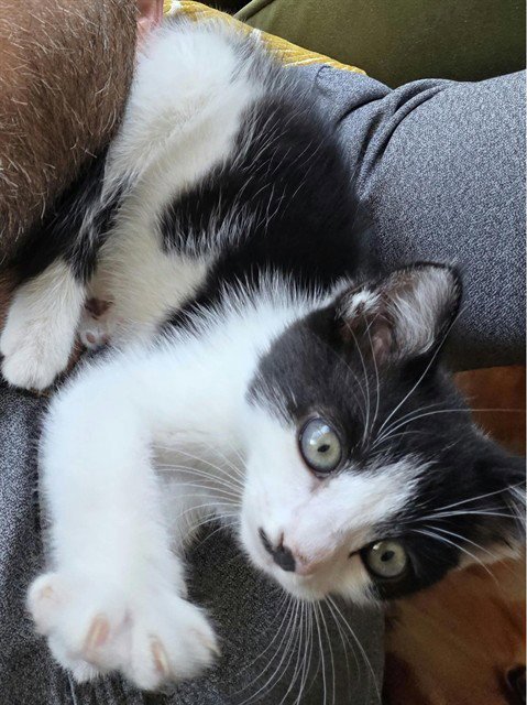 SOULJA BOY - Domestic Short Hair available for adoption