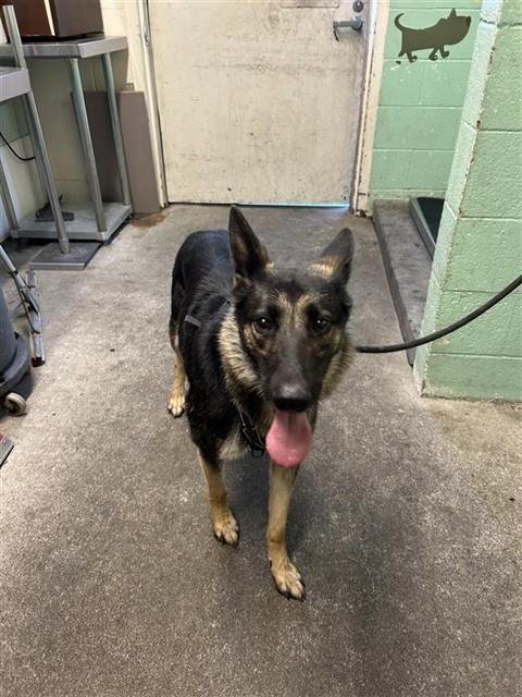 BIRDIE - German Shepherd Dog available for adoption