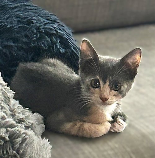 BEAR - Domestic Short Hair available for adoption