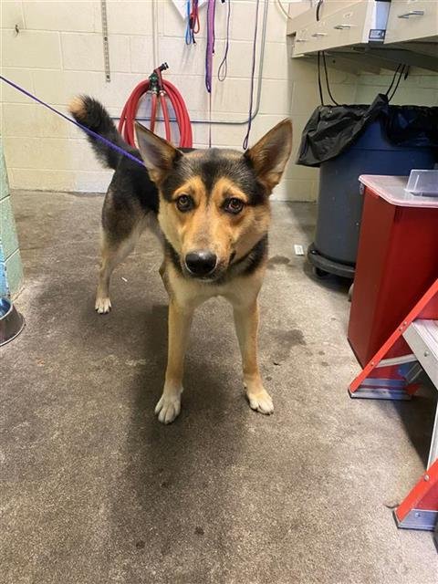 ANAKIN - German Shepherd Dog / Siberian Husky for adoption in Sacramento