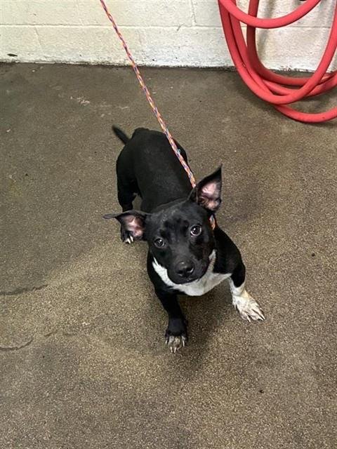 FRENCHIE MONTANA - Pit Bull Terrier for adoption in Sacramento