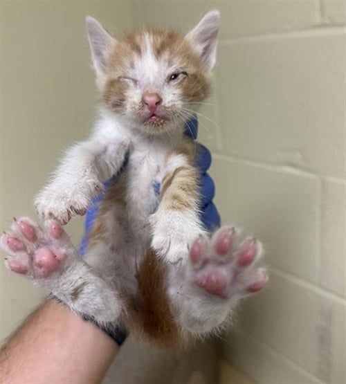 A737574 - Domestic Short Hair available for adoption