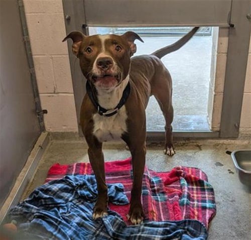 RED - Pit Bull Terrier for adoption in Sacramento