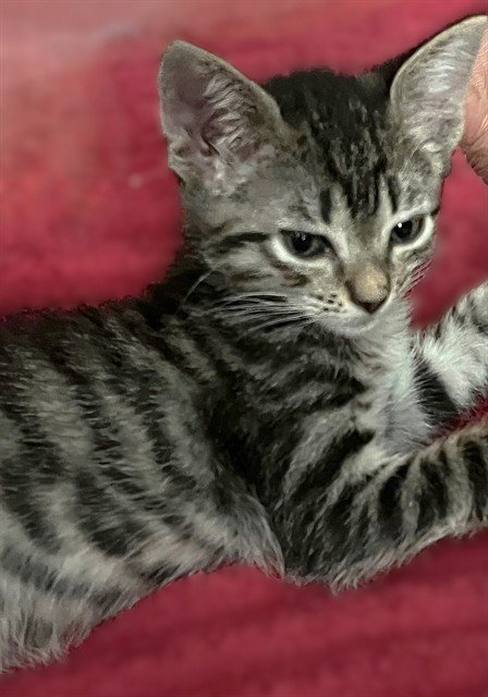 A738301 - Domestic Short Hair available for adoption