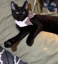 OZZY - Photo 1