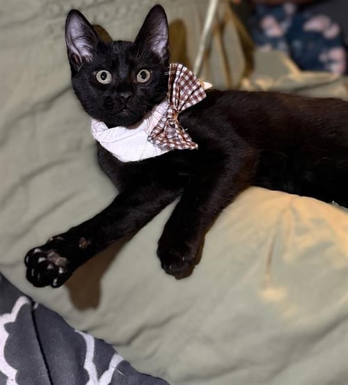 OZZY - Domestic Short Hair for adoption in Sacramento