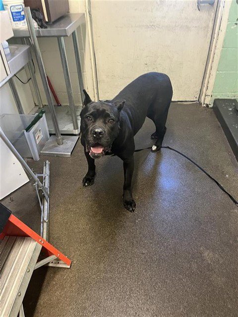RHONDA - Cane Corso Mastiff available for adoption