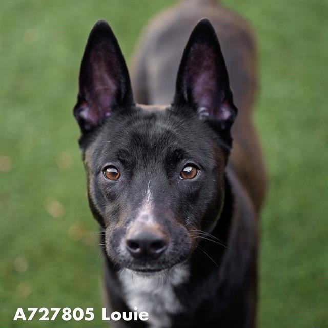 LOUIE - Labrador Retriever available for adoption