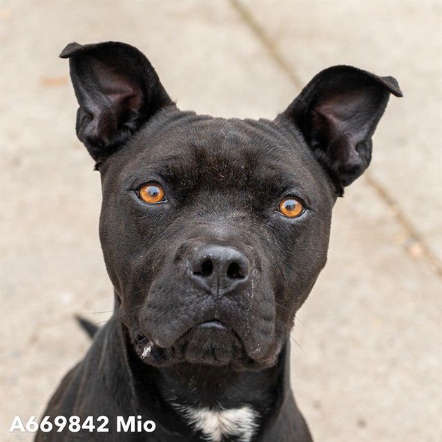 BOO - Pit Bull Terrier available for adoption