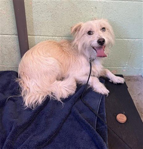 PROFESSOR BISCUITS - Terrier available for adoption