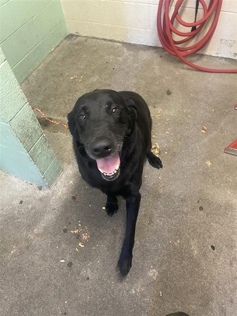 HAPPY BARKMORE - Labrador Retriever available for adoption