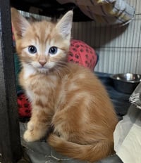 PEPPERJACK - Photo 1