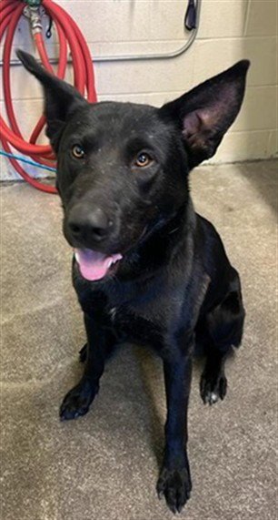 WILMA - Labrador Retriever / German Shepherd Dog available for adoption