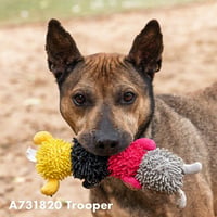 TROOPER - Photo 1