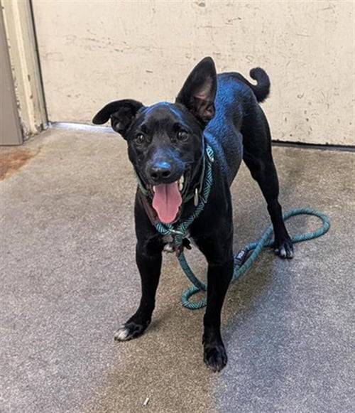 ROGER - Border Collie / German Shepherd Dog available for adoption