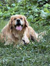 HARRIS - Photo 1