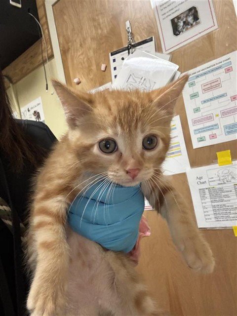 A734578 - Domestic Short Hair available for adoption