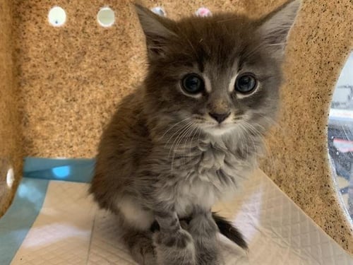 BLAKE - Domestic Short Hair available for adoption