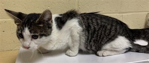 A740258 - Domestic Short Hair available for adoption