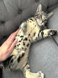 CILLIAN - Photo 1