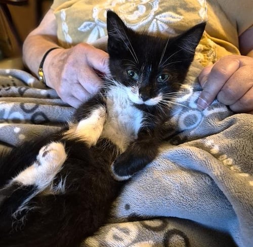 SWEETIE PIE - Domestic Short Hair for adoption in Sacramento