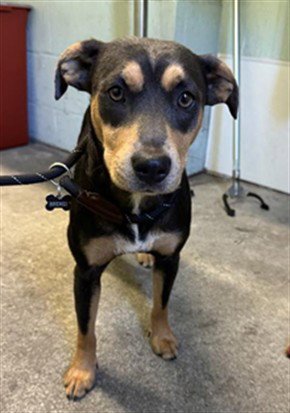 BRENDI - Terrier available for adoption