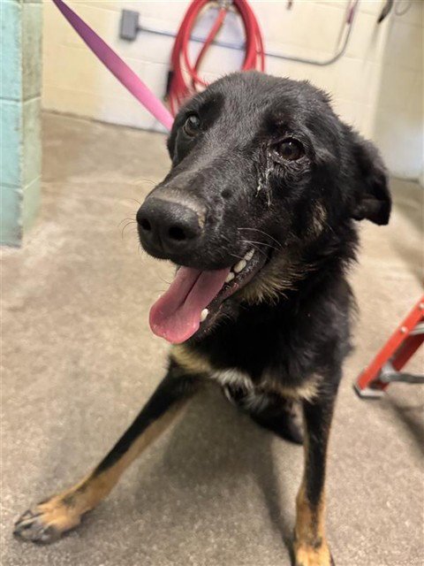 LORELAI - Australian Kelpie / German Shepherd Dog for adoption in Sacramento