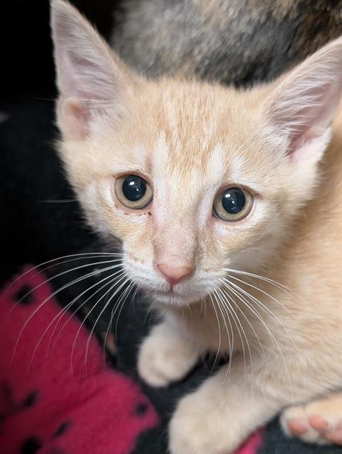 BART - Domestic Short Hair available for adoption