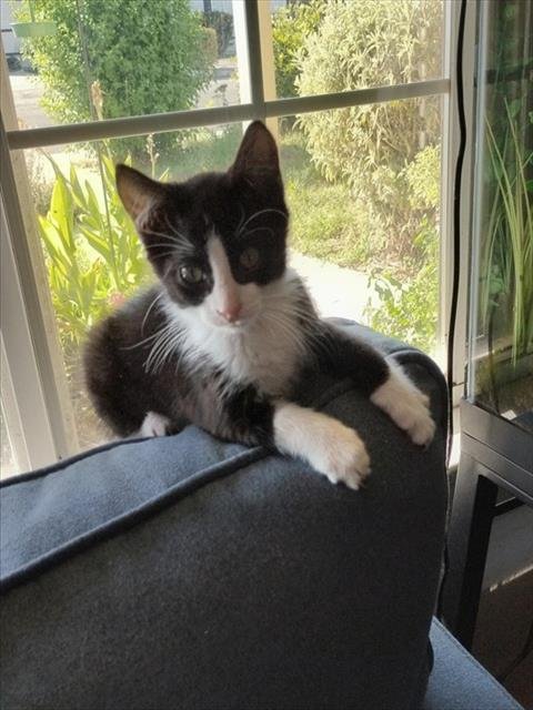 BOSS MAN - Domestic Short Hair available for adoption