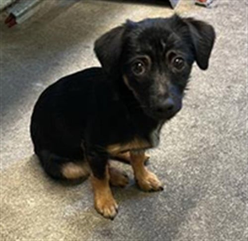 A734192 - Chihuahua / Dachshund available for adoption