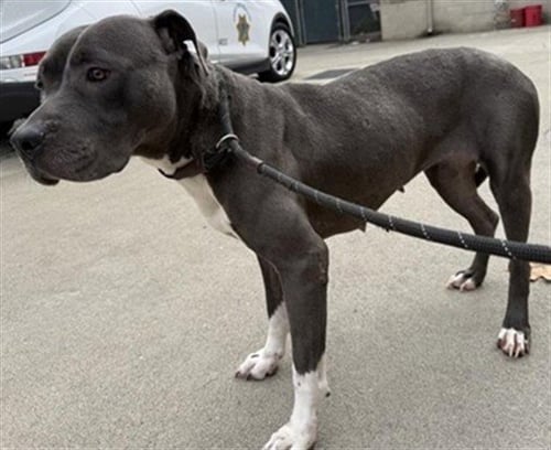FIDGET SPINNER - Pit Bull Terrier available for adoption