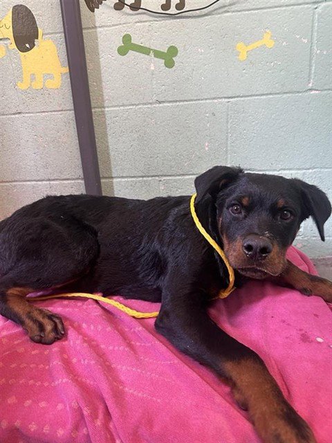 A741693 - Rottweiler available for adoption