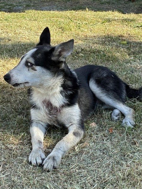 ROCKY - Siberian Husky available for adoption