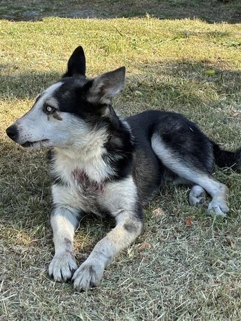 ROCKY - Siberian Husky for adoption in Sacramento
