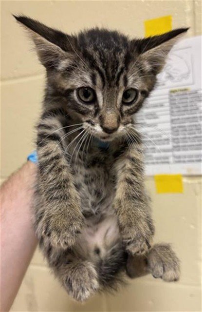 A739446 - Domestic Short Hair available for adoption
