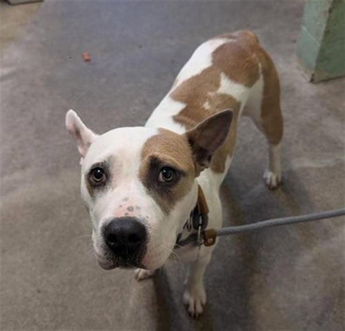 MOO - Pit Bull Terrier available for adoption