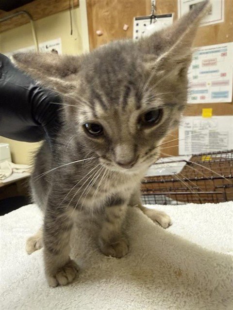 A733893 - Domestic Short Hair available for adoption