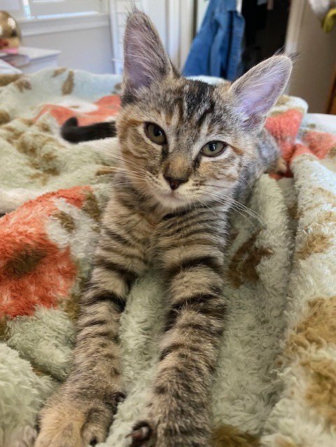 NALA - Domestic Short Hair available for adoption