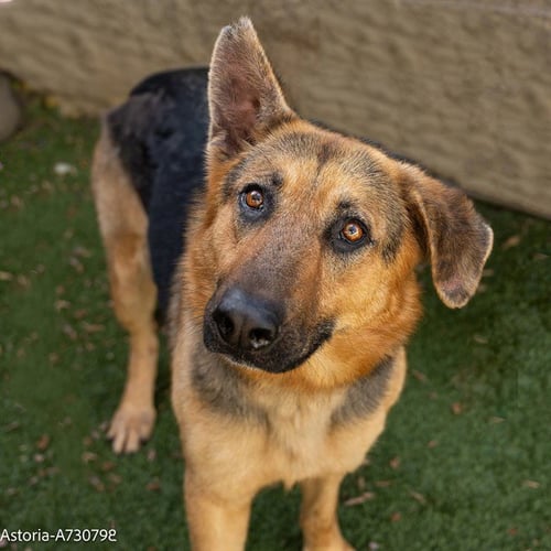 ASTORIA - German Shepherd Dog for adoption in Sacramento