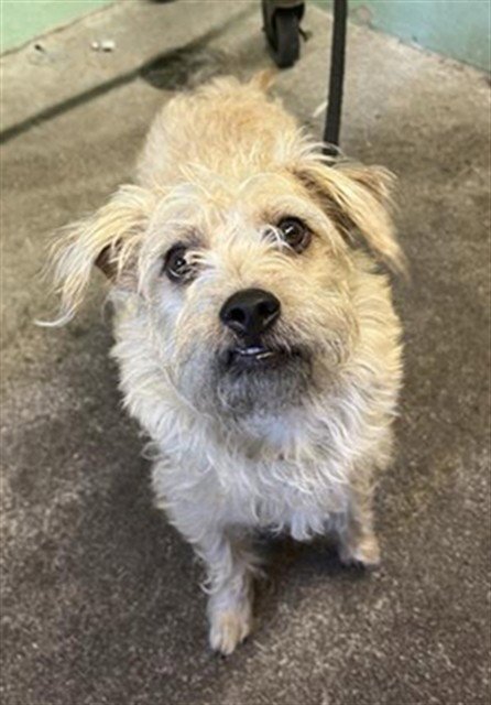 BOSUN - Terrier available for adoption