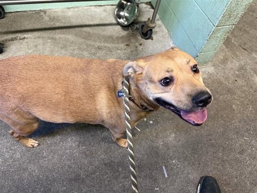 CHONKERS - Pit Bull Terrier available for adoption