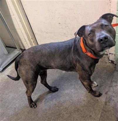 GUMBO - Pit Bull Terrier available for adoption